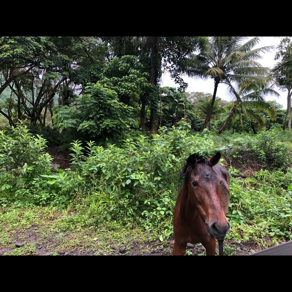 Meet your Posher, Trish